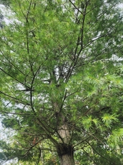 Larix decidua