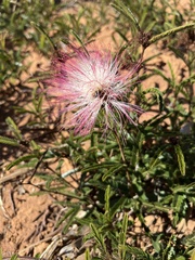 Calliandra sessilis