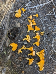 Cantharellus roseocanus