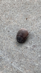 Maladera holosericea