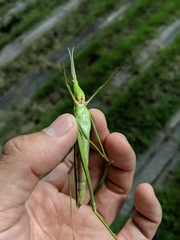 Acrida cinerea