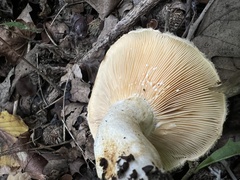 Lactarius mairei