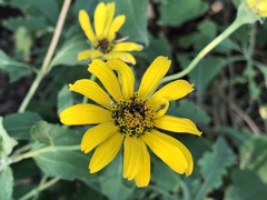 Heliopsis helianthoides