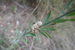 Lyristes plebejus