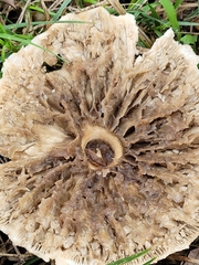 Amidella