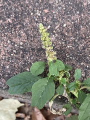Amaranthus blitum