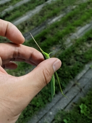 Acrida cinerea