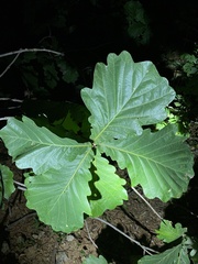 Quercus dentata