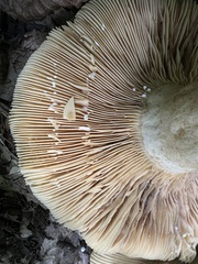 Lactarius mairei