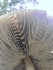 Amidella