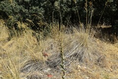 Celtica gigantea