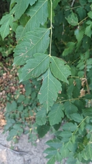 Koelreuteria paniculata