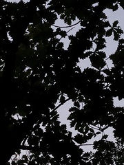 Quercus dentata