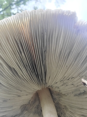 Amidella