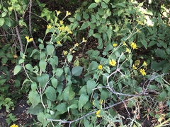 Heliopsis helianthoides