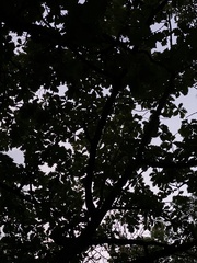 Quercus dentata