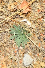 Echium vulgare