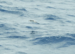 Pelagodroma marina