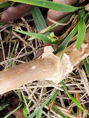 Amidella