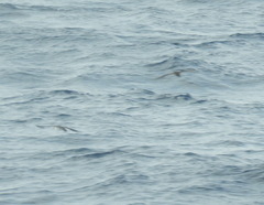 Puffinus lherminieri