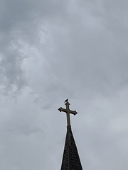 Corvus brachyrhynchos