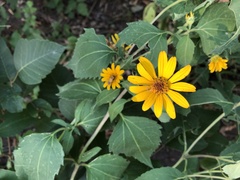 Heliopsis helianthoides
