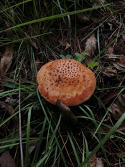Validae