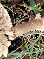 Amidella