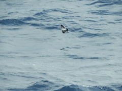 Pelagodroma marina