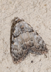 Meganola strigula
