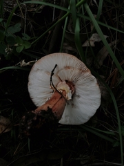 Validae