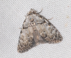 Meganola strigula