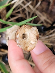 Amidella
