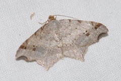 Macaria alternata