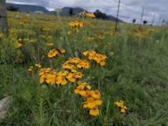 Tagetes lucida