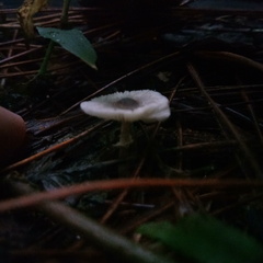 Leucocoprinus brebissonii