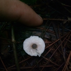 Leucocoprinus brebissonii