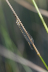 Macronemurus appendiculatus