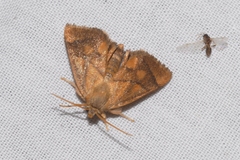 Apoda limacodes
