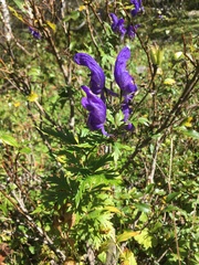 Aconitum variegatum