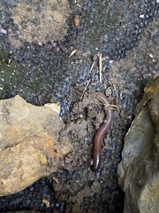 Lumbricus terrestris