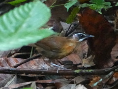 Pellorneum capistratum