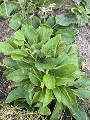 Plantago major