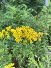 Solidago rugosa