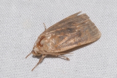 Noctua interjecta