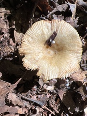 Russula grata
