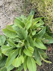 Plantago major
