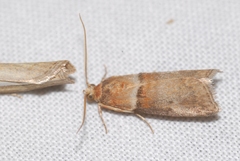 Acrobasis tumidana