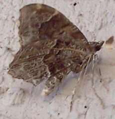 Ceratodalia