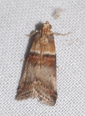 Acrobasis tumidana